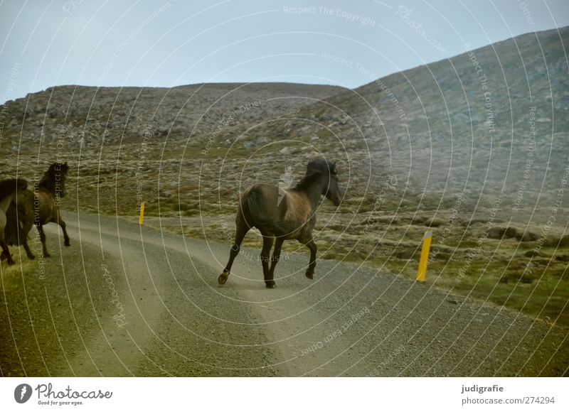 Iceland Environment Nature Landscape Hill Mountain Traffic infrastructure Street Animal Horse Group of animals Walking Natural Freedom Life Escape Iceland Pony