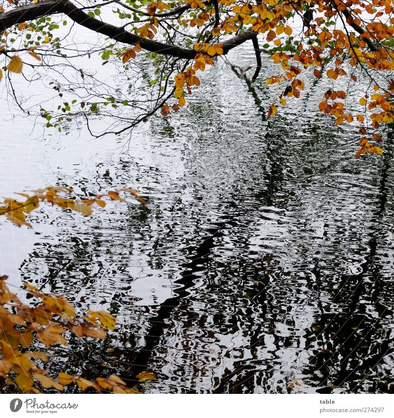 autumn Environment Nature Landscape Plant Elements Water Autumn Climate Tree Forest Waves Lakeside Wood Movement Dark Brown Gold Black White Calm