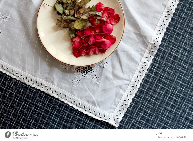 Flowers served on a plate Plant Rose Leaf Blossom Decoration Dry Blue Green Red White Dried flower Plate Lace Checkered Tablecloth Colour photo Interior shot