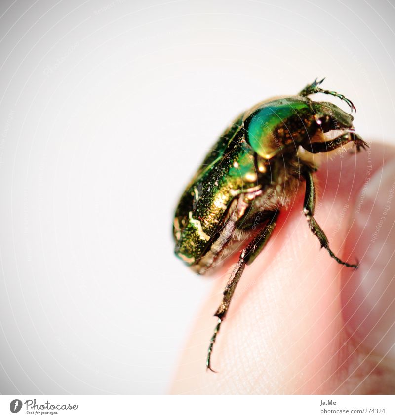 Iridescent Rose Beetle Animal Wild animal Insect Rose beetle Leg of a beetle 1 Gold Green Colour photo Multicoloured Exterior shot Detail