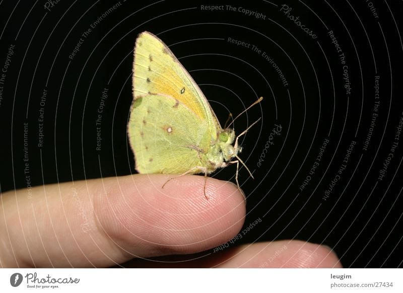 Hola, hello. Butterfly Green Yellow Lemon yellow Bright green Feeler Near Fingers Welcome Close-up