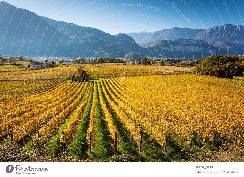 Vineyards in Trento in autumn Vacation & Travel Mountain Landscape Autumn Field Alps Village Town Blue Yellow wineyard Autumnal rows trentino South Tyrol Italy