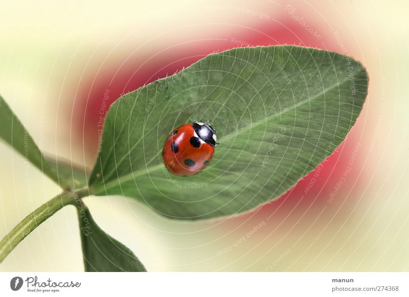 spot landing Nature Leaf Cloverleaf Animal Wild animal Beetle Ladybird Sign Good luck charm Authentic Natural Happy Colour photo Deserted Central perspective
