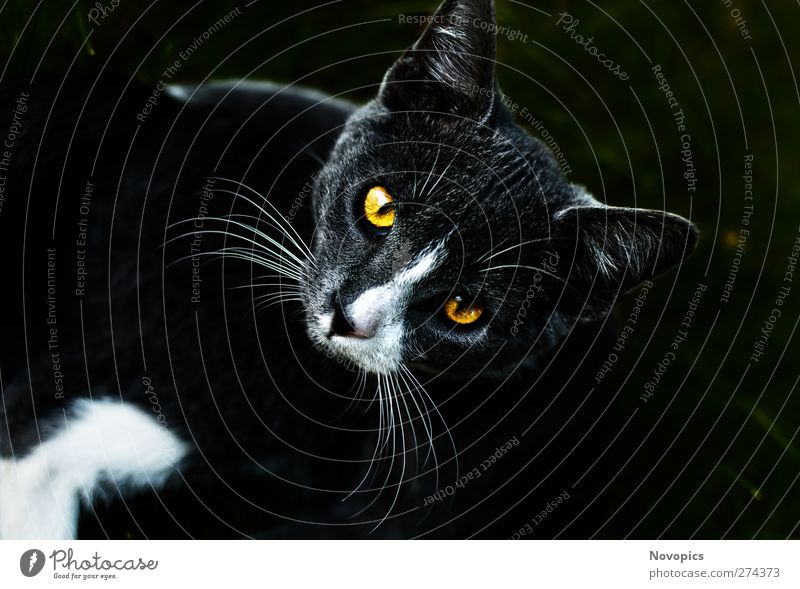 house cat's eye Animal Pet Cat Dark Yellow Gray Domestic cat Felis silvestris catus cat's eyes Eyes white cat's nose Whisker mammal cat's-eye cat's-nose