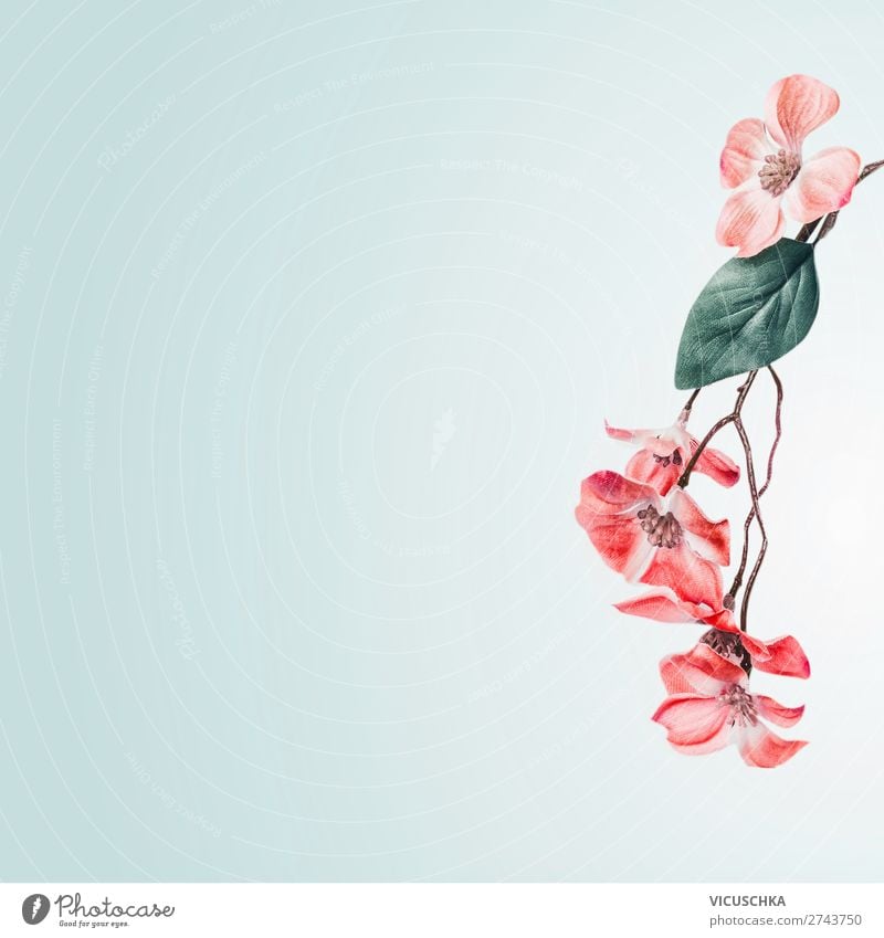 Lovely floral background border with coral flowers blossom hanging branch  on light turquoise. Floral layout composing with copy space - a Royalty  Free Stock Photo from Photocase
