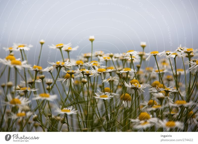 little flowers Herbs and spices Tea Environment Nature Plant Sky Summer Flower Blossom Wild plant Camomile blossom Chamomile Meadow flower Field Blossoming