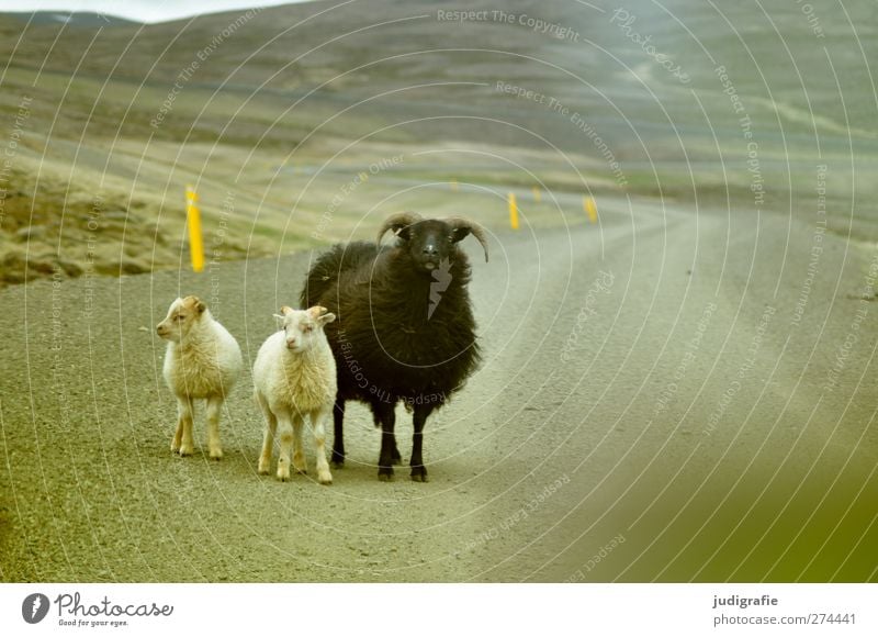 Iceland Nature Landscape Street Lanes & trails Animal Farm animal Sheep Lamb 3 Group of animals Animal family Wait Small Natural Cute Life Colour photo