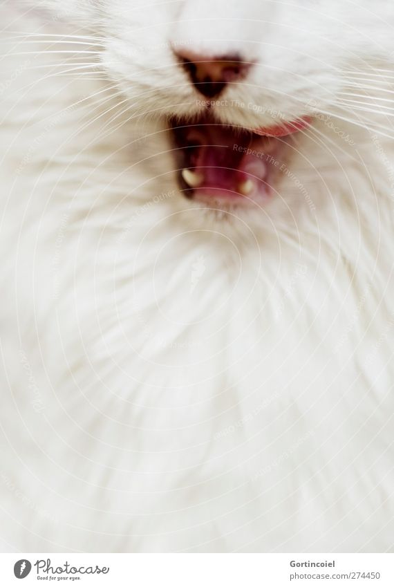 I eat BARF. Animal Pet Cat Animal face Pelt 1 Delicious Domestic cat Muzzle Set of teeth Snout Whisker Long-haired Tongue Colour photo Subdued colour Close-up