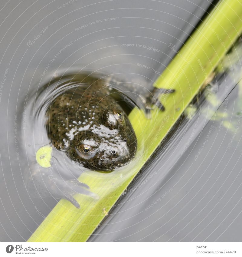 I am bathing Environment Nature Animal Water Pond Wild animal Frog 1 Swimming & Bathing Gray Green Fire bellied toad Head Eyes Colour photo Exterior shot