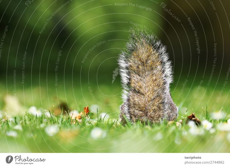 grey squirrel tail in the grass Beautiful Nature Animal Grass Park Forest Fur coat Pet Wild animal Sit Small Funny Natural Cute Brown Gray Green Loneliness
