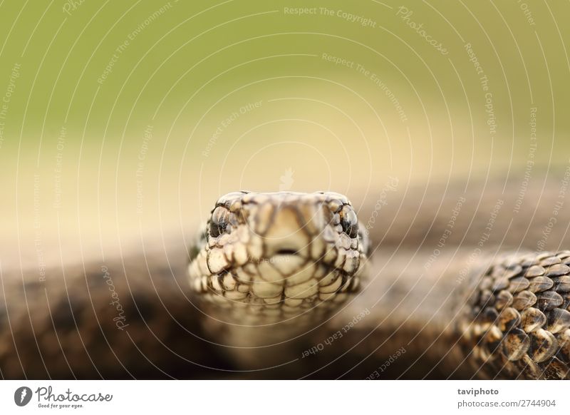 portrait of hungarian meadow viper Beautiful Nature Animal Meadow Snake Wild Fear Dangerous Viper adder head Living thing vipera colorful ursinii poisonous