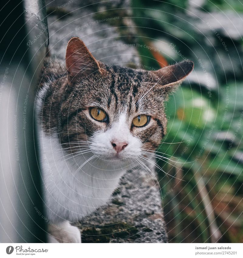 kitten cat portrait Cat Pet Kitten Domestic whiskers Portrait photograph Animal head eyes ears hair background Nature Cute Beauty Photography Elegant