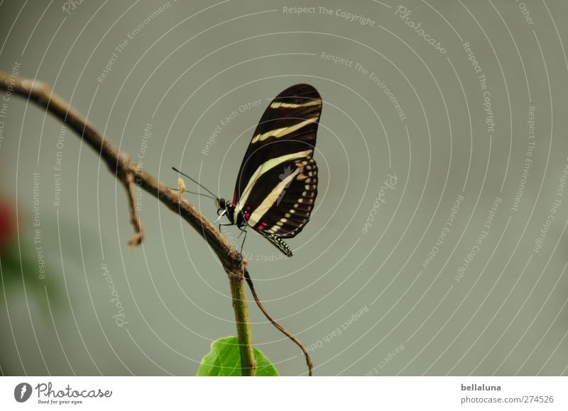 intermediate stop Plant Leaf Animal Wild animal Butterfly Wing 1 Sit Esthetic Exceptional Elegant Exotic Beautiful Natural Brown Green Black White Twig Branch