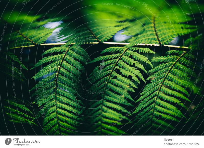 fern in the dark II Life Nature Plant Elements Tree Fern Forest Virgin forest File Dark Wet Cute Green Black Emotions Distress Adventure Contentment Colour Bud