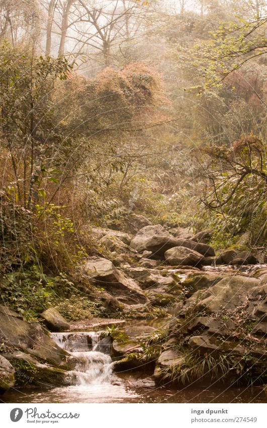 Valley of the imagination Environment Nature Landscape Spring Fog Plant Tree Forest Virgin forest River bank Brook Waterfall Sichuan China Asia Exotic Fantastic