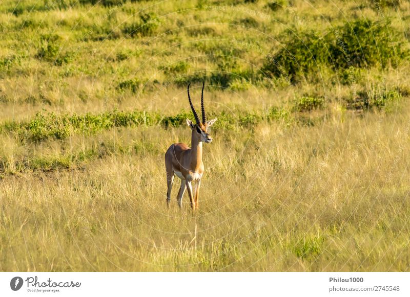 Antelope seen in profile in the savannah Beautiful Safari Woman Adults Man Nature Animal Park Natural Wild Samburu Africa african fauna Gazelle head Herbivore