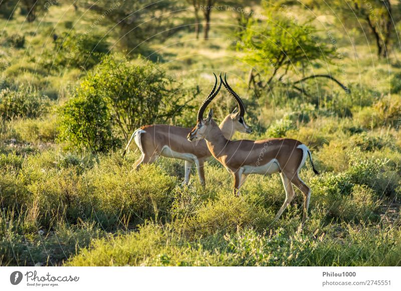 Crossing of two antelopes in the savannah Beautiful Safari Woman Adults Man Nature Animal Park Natural Wild Samburu Africa african Antelope fauna Gazelle head