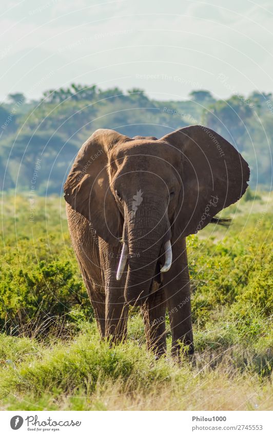 An old elephant in the savannah of Samburu Park Playing Vacation & Travel Safari Nature Animal Large Africa african Battle Behavior big Elephant fight Herbivore