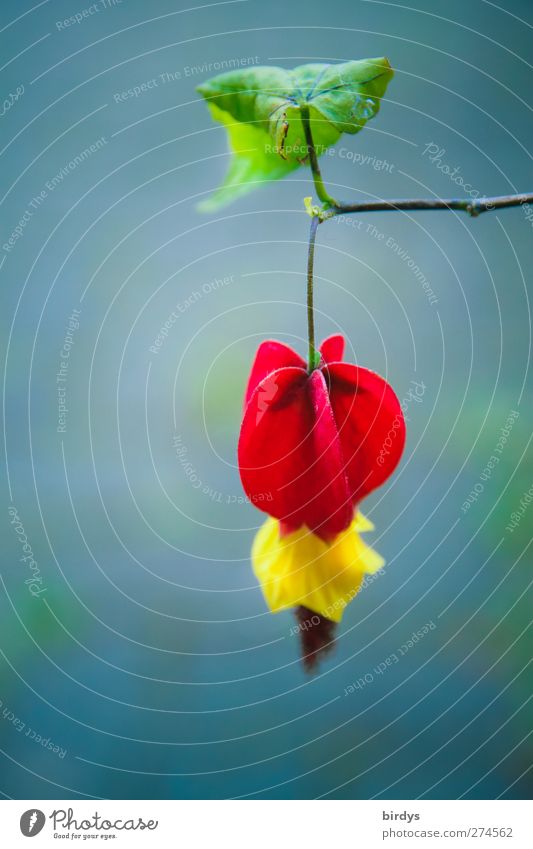 leaf canopy Plant Spring Summer Leaf Blossom sweet mallow Ornamental plant Blossoming Fragrance Hang Illuminate Esthetic Exotic Beautiful Positive Blue Yellow