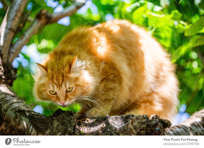 posing cat Animal Pet Cat - a Royalty Free Stock Photo from Photocase