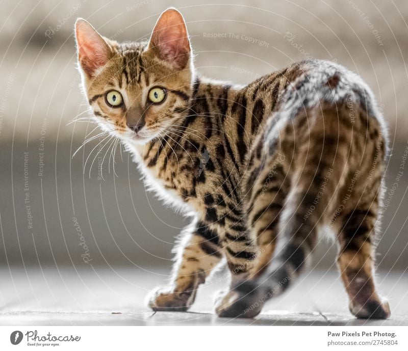 Bengal kitten looking at the camera Animal Pet Cat Animal face Pelt Paw 1 Baby animal Looking Stand Beautiful Uniqueness Cuddly Curiosity Cute Brown Yellow