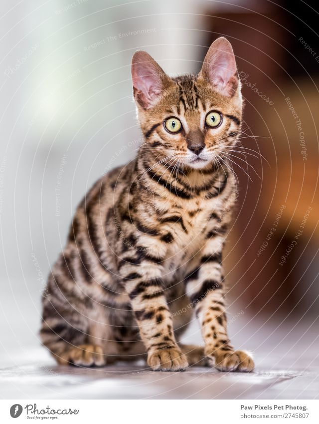 A Bengal kitten looking at the camera Animal Cat Animal face Pelt Paw 1 Baby animal Hunting Sit Stand Cuddly Curiosity Cute Brown Yellow Gold Orange Contentment
