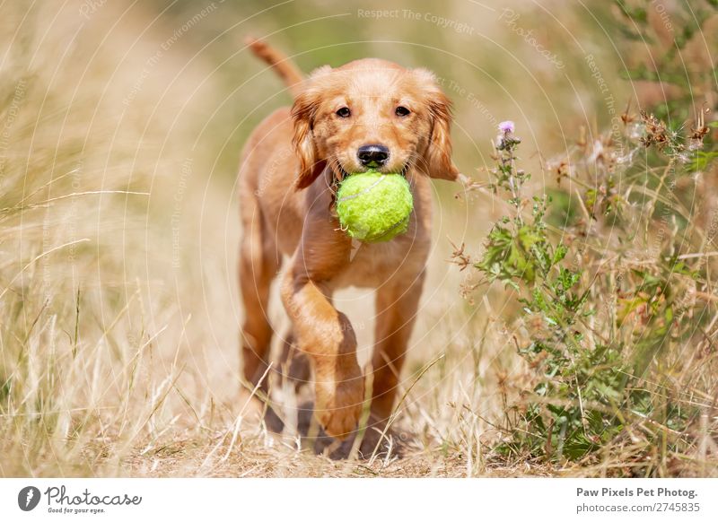 Dog Carrying A Ball Golden Retriever Puppy A Royalty Free