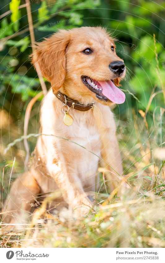 puppy in long grass Animal Pet Dog Animal face Pelt Paw 1 Baby animal Sit Wait Friendliness Happiness Beautiful Cute Golden Retriever Tongue Teeth Clear
