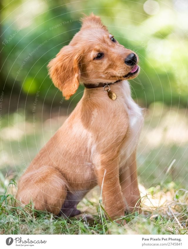 Cute Puppy Dog Sitting In Rough Grass A Royalty Free Stock Photo