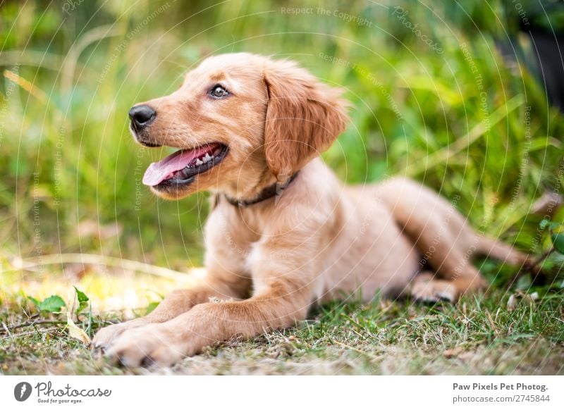 A puppy in long grass Environment Nature Plant Spring Summer Autumn Flower Grass Garden Park Meadow Field Forest Animal Dog Animal face Pelt Paw 1 Baby animal