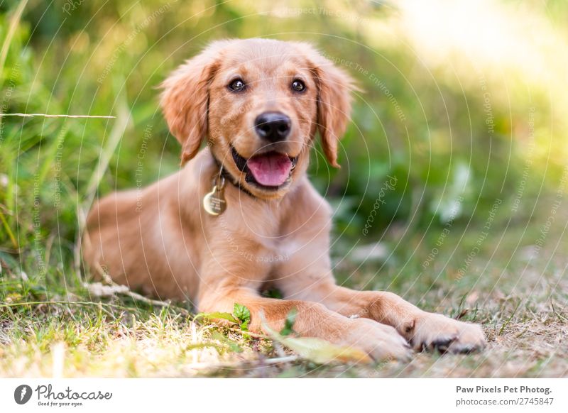 A puppy dog lying in long grass. A Golden retriever puppy. Animal Pet Dog Animal face Paw 1 Baby animal Beautiful Yellow Green Orange Pink Emotions Happiness