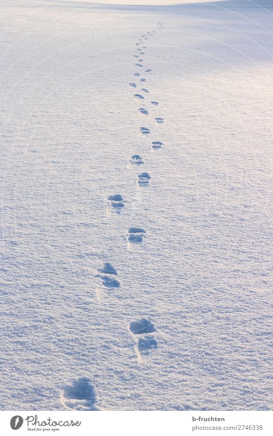 Footprints in the snow Harmonious Relaxation Calm Far-off places Freedom Winter Snow Mountain Hiking Nature Sunlight Going Athletic Loneliness Advancement Idyll