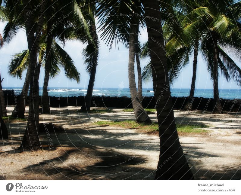 beach Beach Palm tree Caribbean Sea Hawaii Polynesia Center