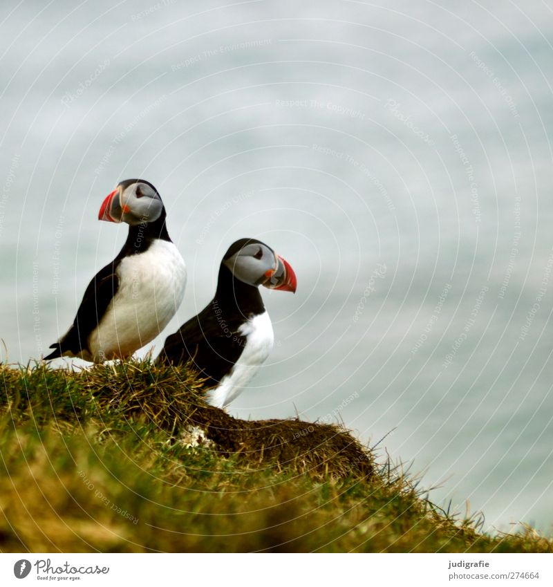 Iceland Environment Nature Plant Animal Grass Coast Ocean Wild animal Bird Puffin Free Beautiful Natural Cute Multicoloured Beak Colour photo Exterior shot Day