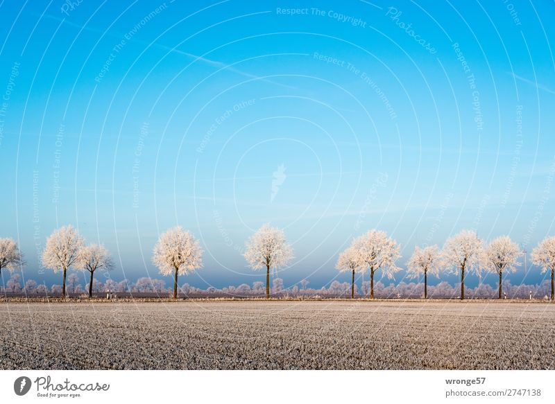Winter landscape with hoarfrost Environment Nature Landscape Plant Horizon Beautiful weather Ice Frost Tree Field Edge Street Cold Blue Brown White