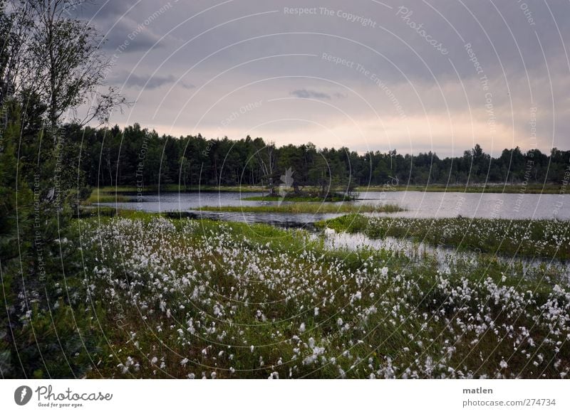 The white lake Landscape Plant Clouds Summer Beautiful weather Tree Grass Bushes Lakeside Bog Marsh Gray Green Subdued colour Exterior shot Deserted