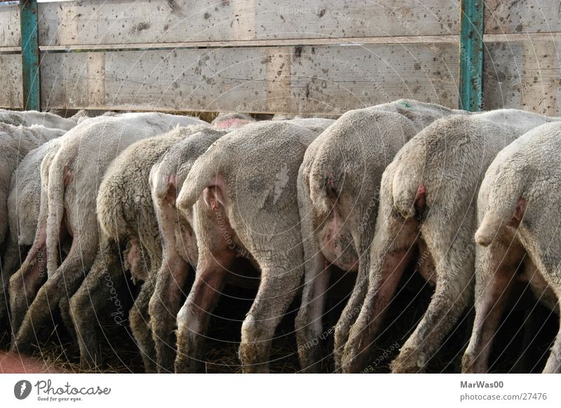 feeding time Sheep Tails Hind quarters Rear view Barn Feeding Legs crowded sheep breeding