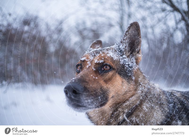 German Shepherd Dog in Winter Environment Nature Landscape Bad weather Ice Frost Snow Snowfall Plant Bushes Meadow Animal Pet Farm animal Animal face Pelt 1