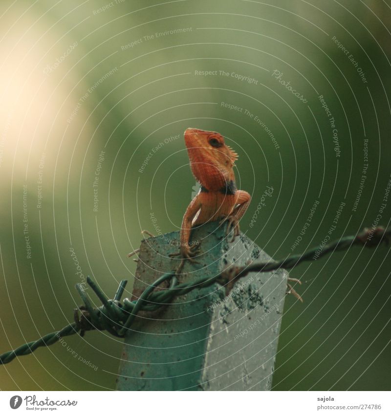 sunburn? Environment Nature Animal Wild animal Reptiles Saurians 1 Observe To hold on Looking Sit Wait Red Barbed wire Dyeing Colour photo Exterior shot