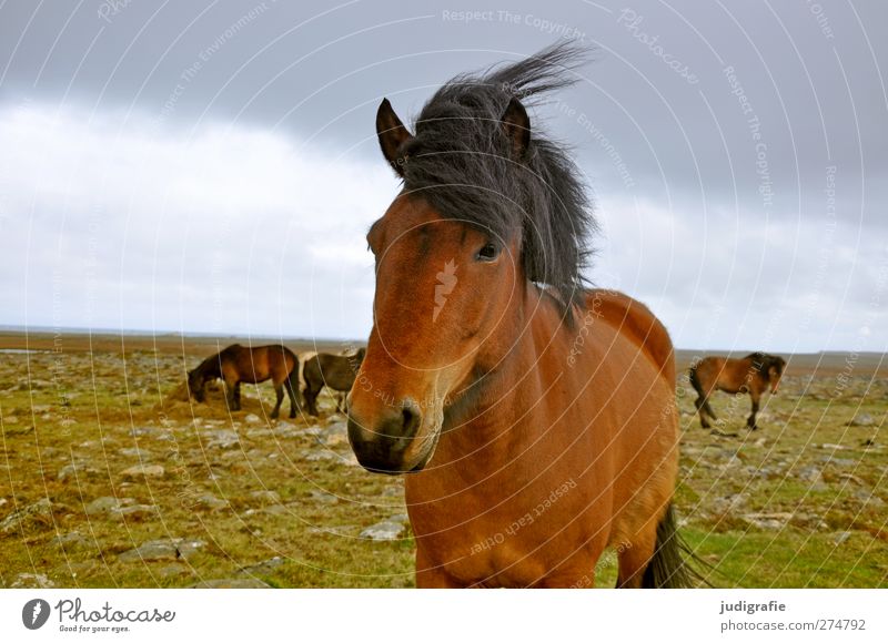 Iceland Environment Nature Landscape Earth Sky Clouds Wind Animal Farm animal Horse Iceland Pony 1 Group of animals Esthetic Friendliness Natural Curiosity