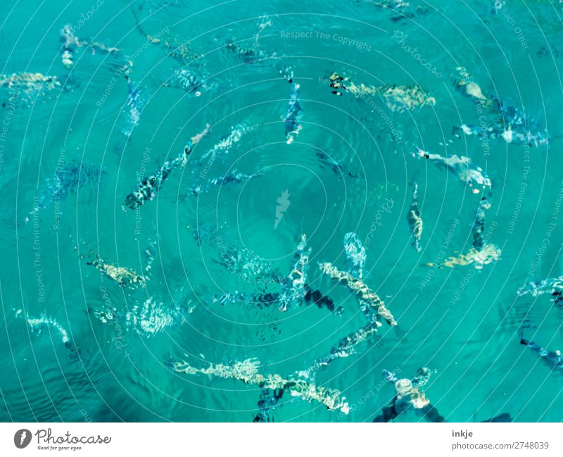 swarm Animal Water Summer Ocean Fish Group of animals Flock Swimming & Bathing Many Marine animal Surface of water Turquoise Clarity Sea water Colour photo
