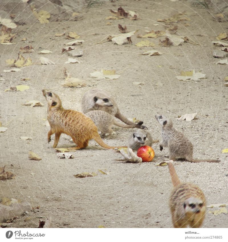 Apple Casserole Meerkat A Royalty Free Stock Photo From Photocase