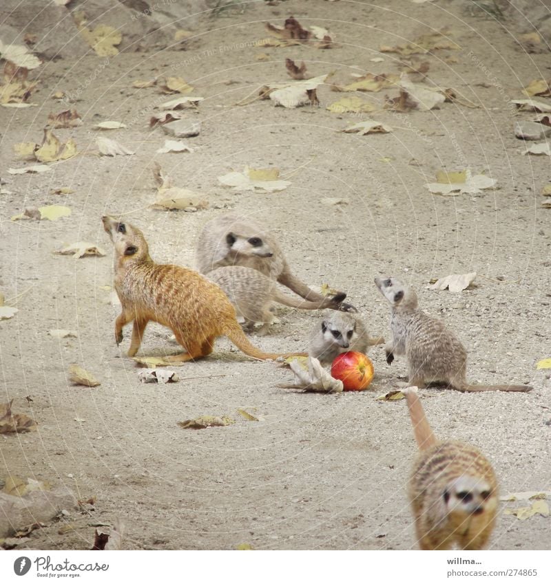 apple casserole Meerkat Group of animals Baby animal Animal family To feed Playing Cute Movement Mongoose Social Apple Wild animal