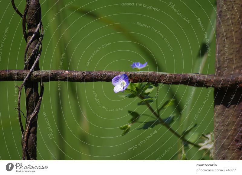 sunday flower Environment Nature Plant Summer Beautiful weather Flower Leaf Blossom Foliage plant Wild plant Park Steel Rust Old Fragrance Thin Authentic Fresh