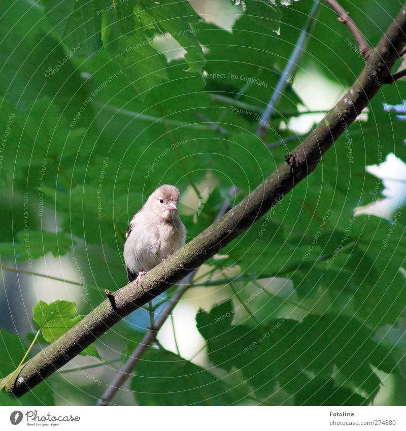 Beep, beep! Environment Nature Plant Animal Summer Tree Leaf Wild plant Forest Wild animal Bird Animal face Wing Brash Bright Natural Green Sparrow Colour photo