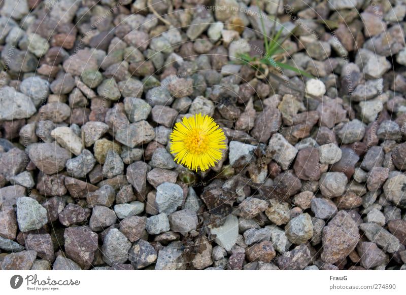 lone fighters Spring Plant Flower Grass Coltsfoot Stone Illuminate Growth Fresh Yellow Gray Green Spring fever Willpower Endurance Gravel Sparse
