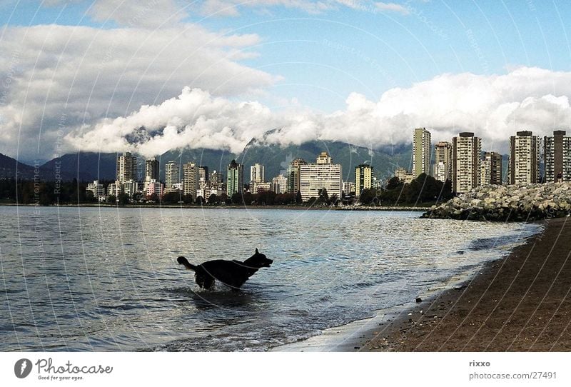 beach dog Vancouver Canada Dog Beach High-rise British Columbia North America Bay Water Swimming & Bathing Skyline Clouds in the sky Mountain cloud
