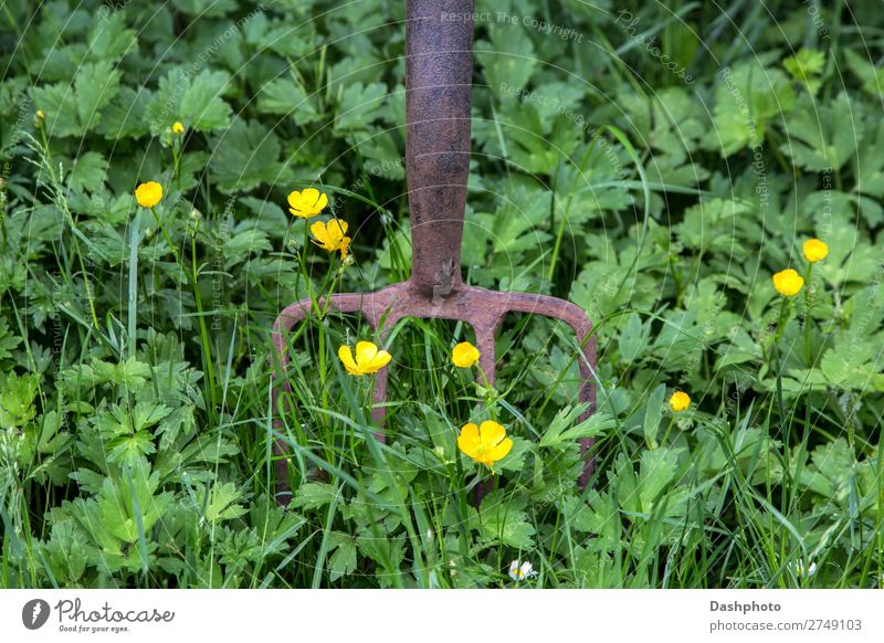 Rusting Garden Fork with Weeds and Wild Flowers Leisure and hobbies Gardening Tool Environment Nature Earth Spring Summer Grass Meadow Old Yellow Green