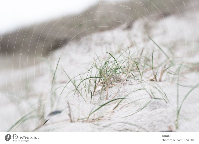 Hiddensee | Grass in the sand Vacation & Travel Summer vacation Environment Nature Landscape Plant Foliage plant Wild plant Beach Baltic Sea Sand Bright Gray