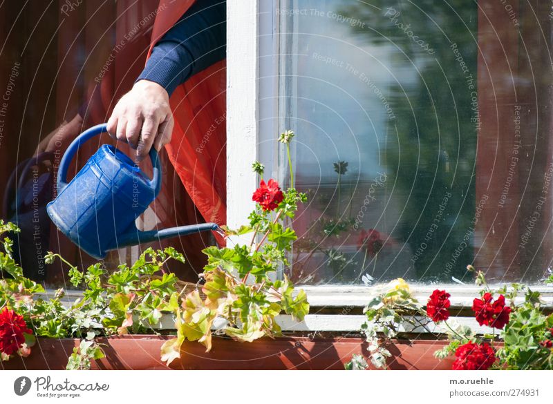 what water wants Human being Senior citizen Life Arm Hand 1 Environment Nature Spring Beautiful weather Flower Watering can Blue Growth Cast Window box